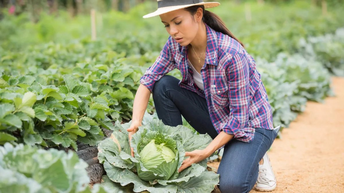 Heads will be firm, juicy and crisp: what to feed cabbage