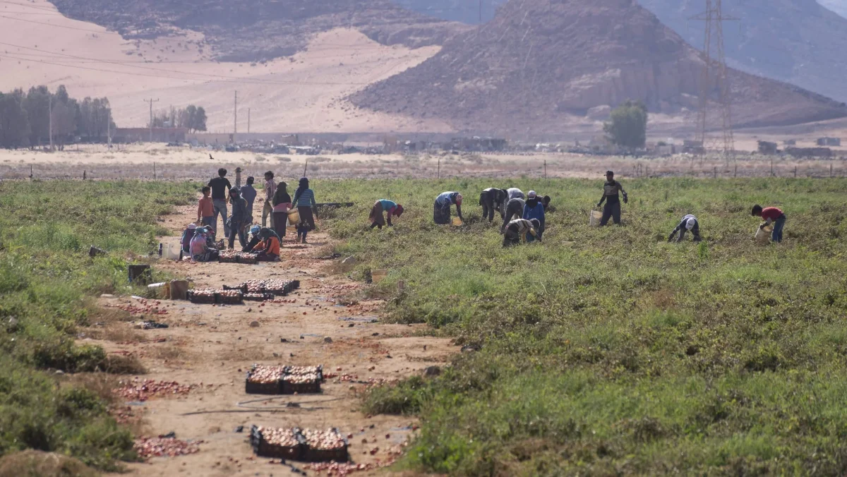 Without Water, Soil, or in Scorching Air: How People Learned to Grow Vegetables in the Desert