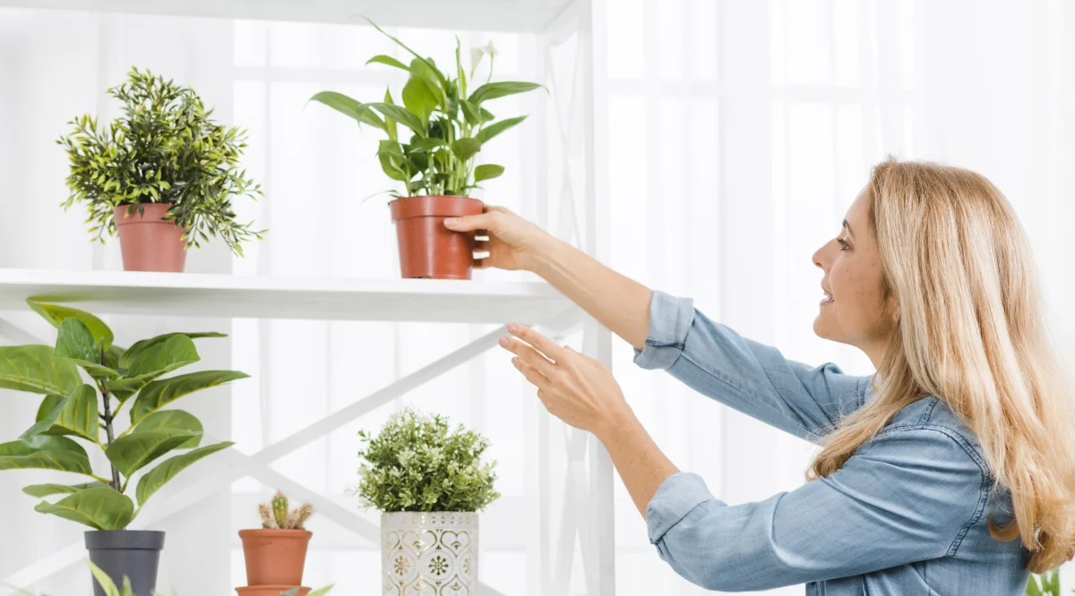 Spider mites on houseplants: how to get rid of the pest