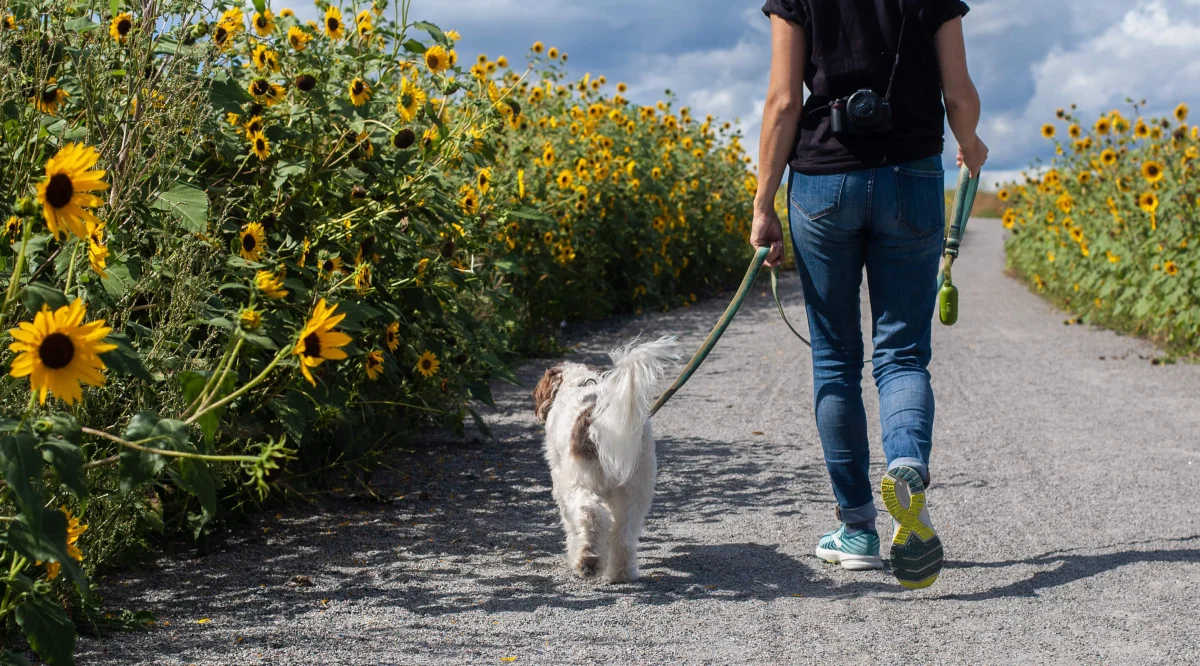 5 signs your dog has been bitten by an encephalitis tick