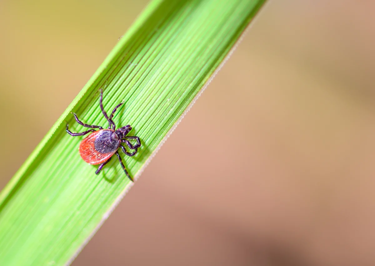 Where Ticks Are Least Common in Russia — and Which Regions Can Be Considered Relatively Safe