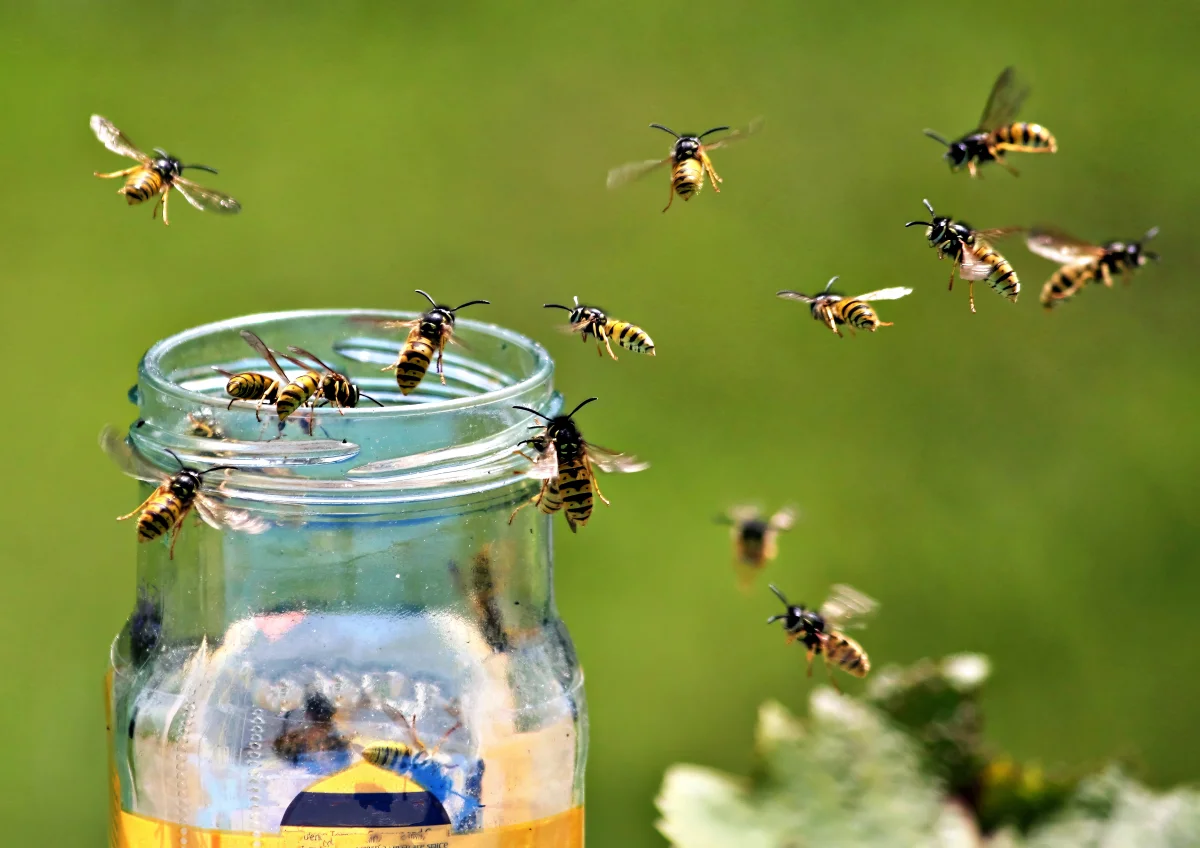 When Wasp Season Begins — and Why Stings Get More Frequent as Summer Ends
