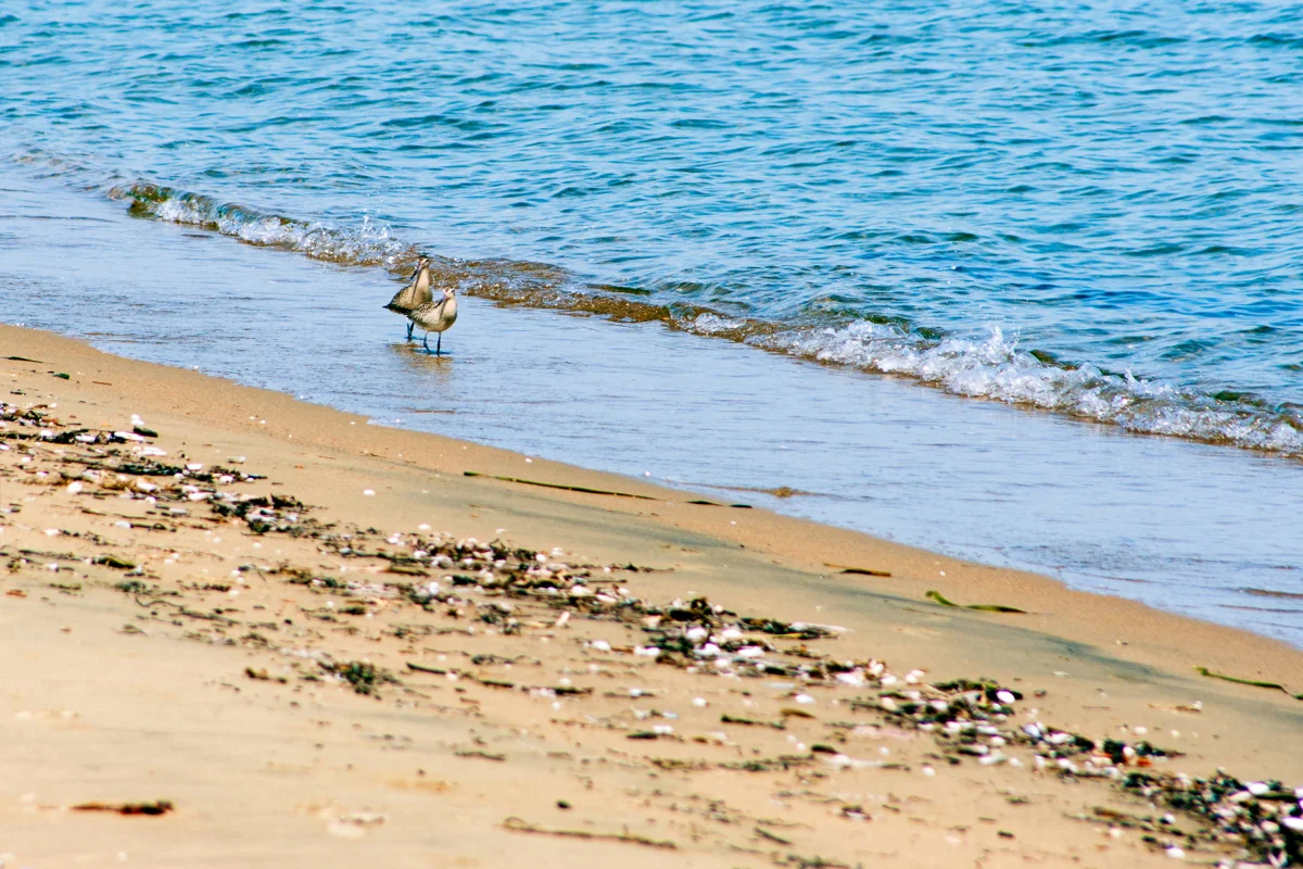 Can You Swim in Vladivostok in Summer — and How Many Weeks Does a Real Beach Season Last?