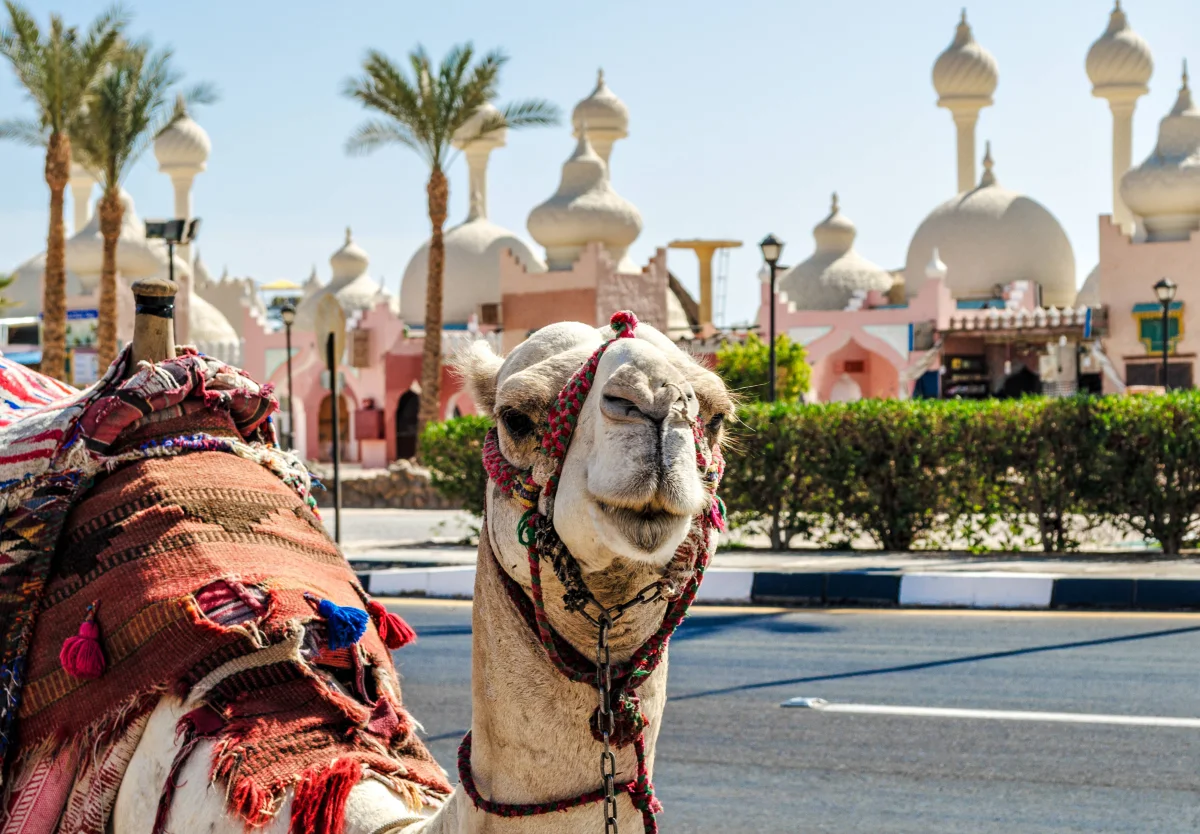 When to Go to Sharm el-Sheikh by Month — and When the Red Sea Is at Its Most Comfortable