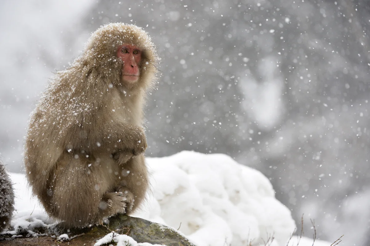 What Winter Is Like in Japan — and Which Cities You Can Visit Without a Down Jacket
