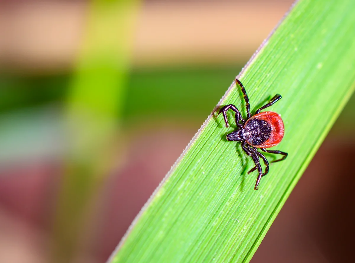 When Ticks Are Most Dangerous — and When Bite Risk Peaks