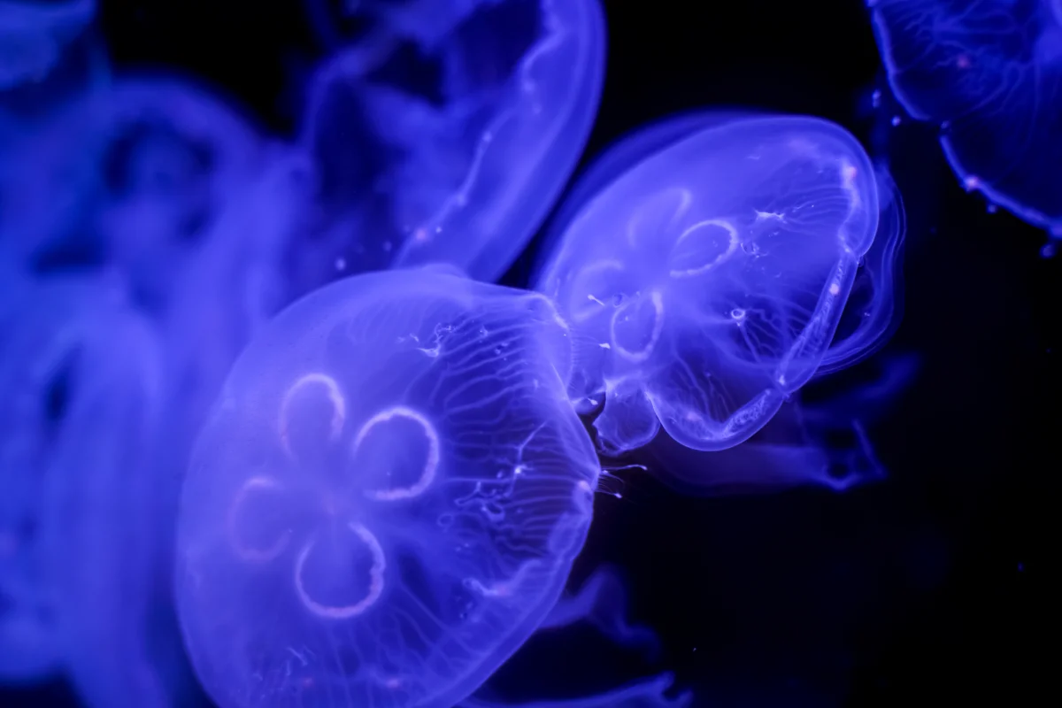 When Jellyfish Season Starts on the Sea of Azov — and Which Months Bring the Most