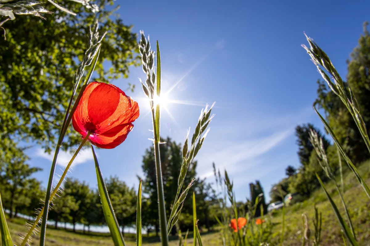 Why Summer 2026 Feels So Rainy — and When Normal Weather Will Finally Settle In