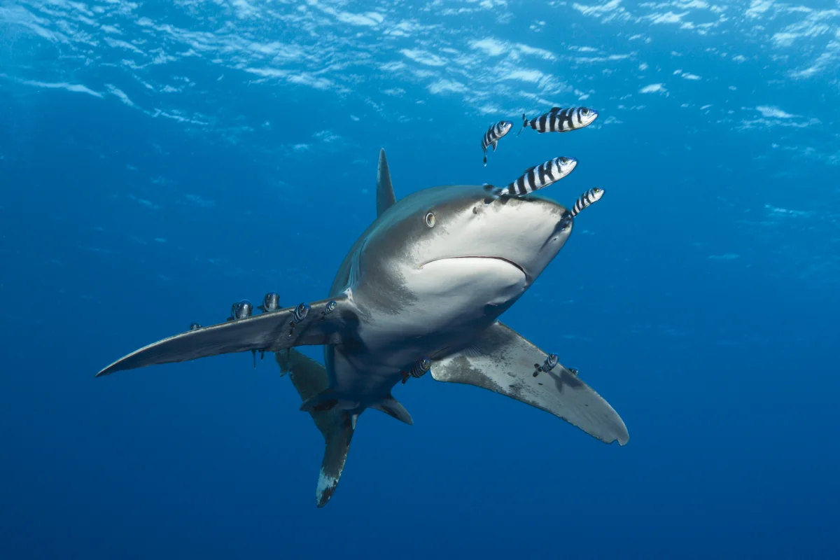 When Sharks Attack People in Egypt — and When the Risk of an Encounter Is Highest