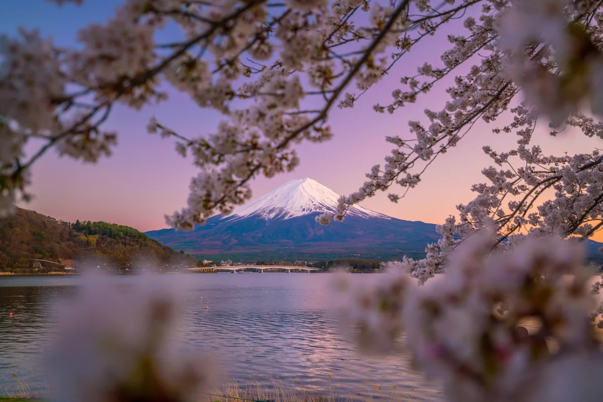 When Cherry Blossoms Bloom in Japan — and How to Plan a Trip Around the Peak