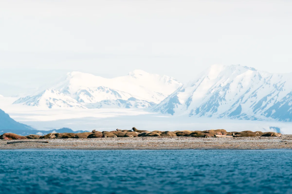 Where Russia's Coldest Summers Are — and Where +15°C Counts as a Heat Wave