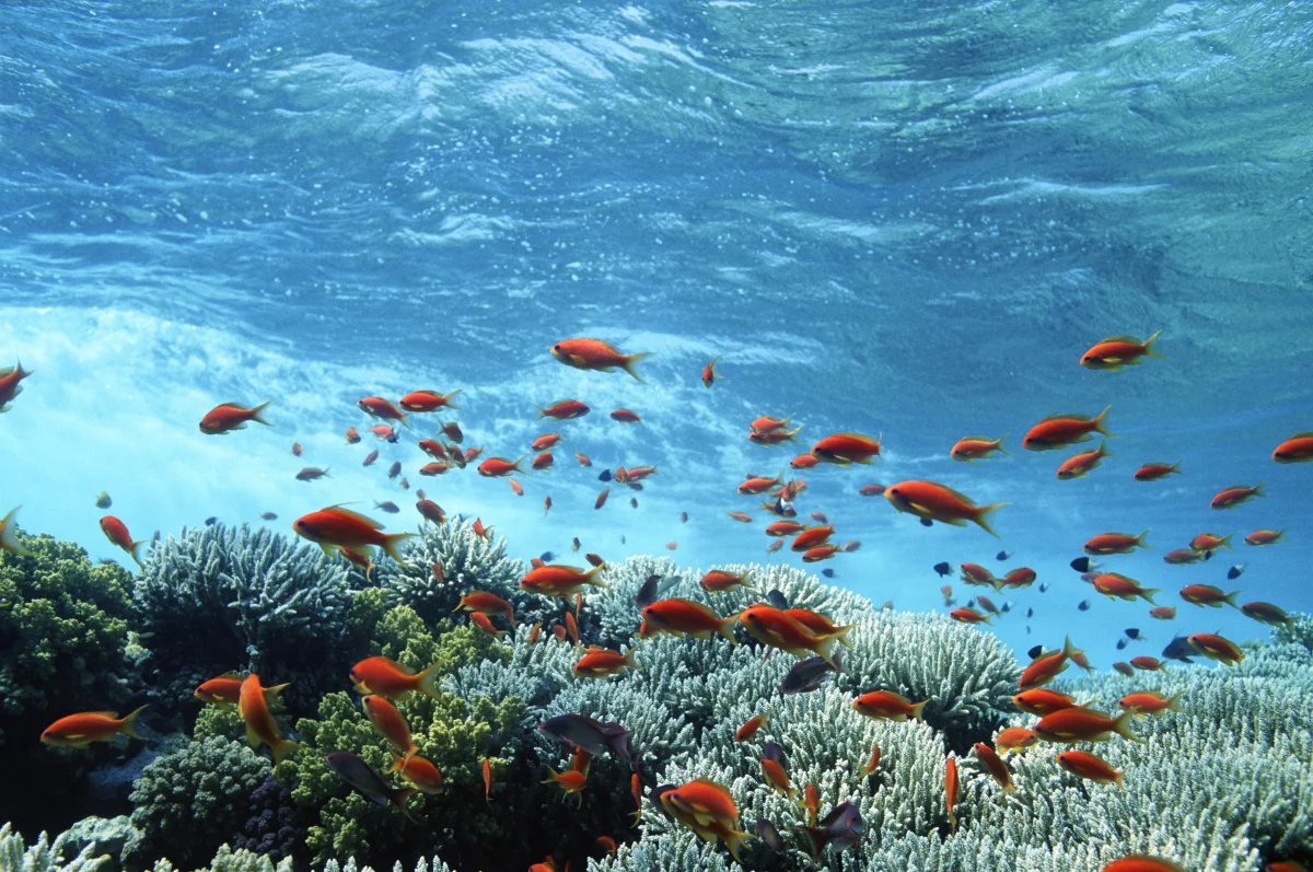 Why Egypt Bans Swimming in the Red Sea After Sunset — and Why Nighttime Waters Are More Dangerous Than Daytime
