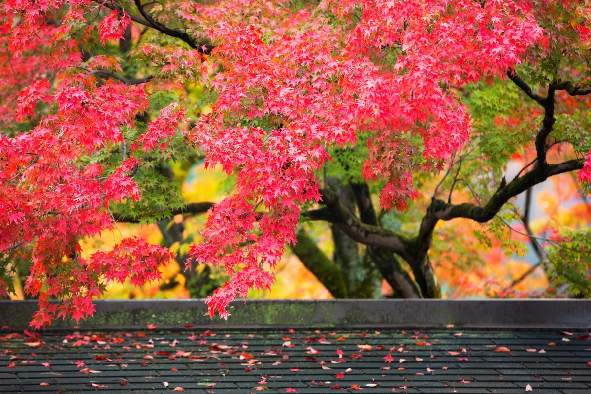 When to Visit Japan in Autumn — and Why Chasing Red Maples Requires Precise Timing
