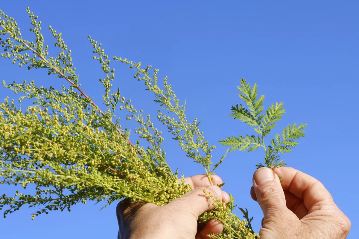 When Does Mugwort Season Start, and How Many Weeks Will Allergy Sufferers Have to Endure?