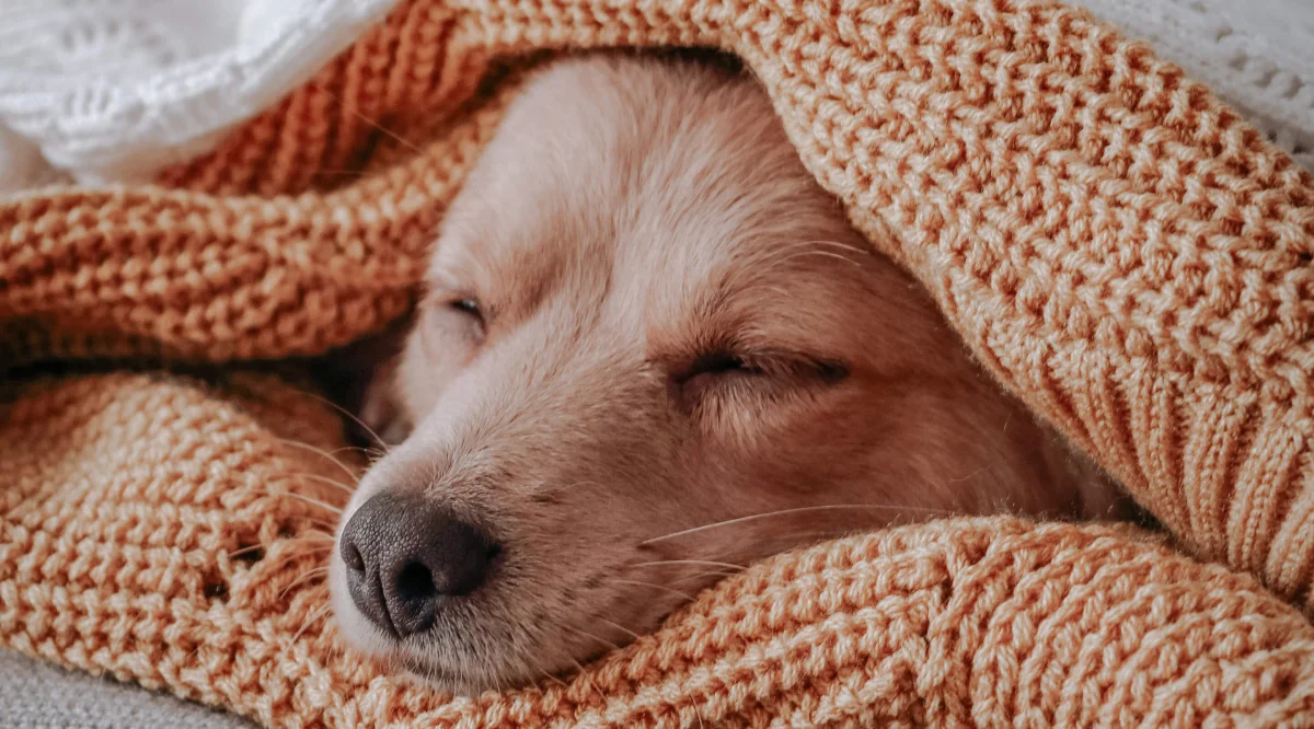 A vet explains why puppies and small dogs should not be covered with a blanket