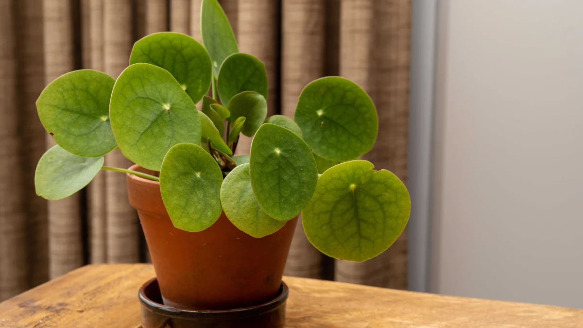 How to grow a Chinese money tree at home