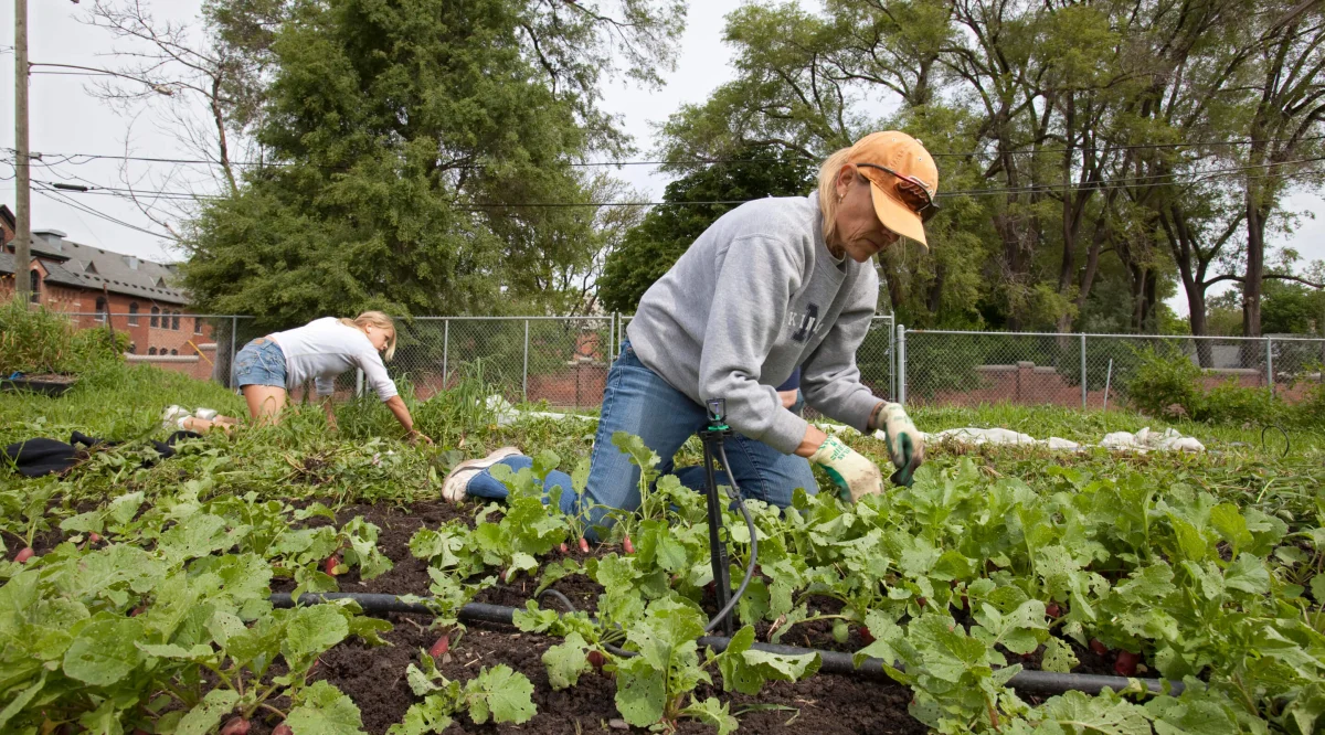 A Disaster for Gardeners: How to Combat the Whitefly in the Garden
