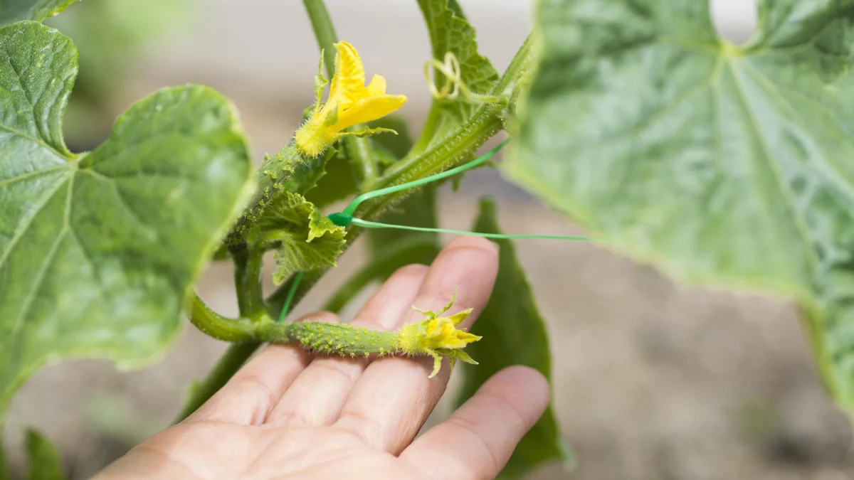 What to Do If Cucumber Leaves Are Wilting and Drying Out: Causes and a Rescue Plan