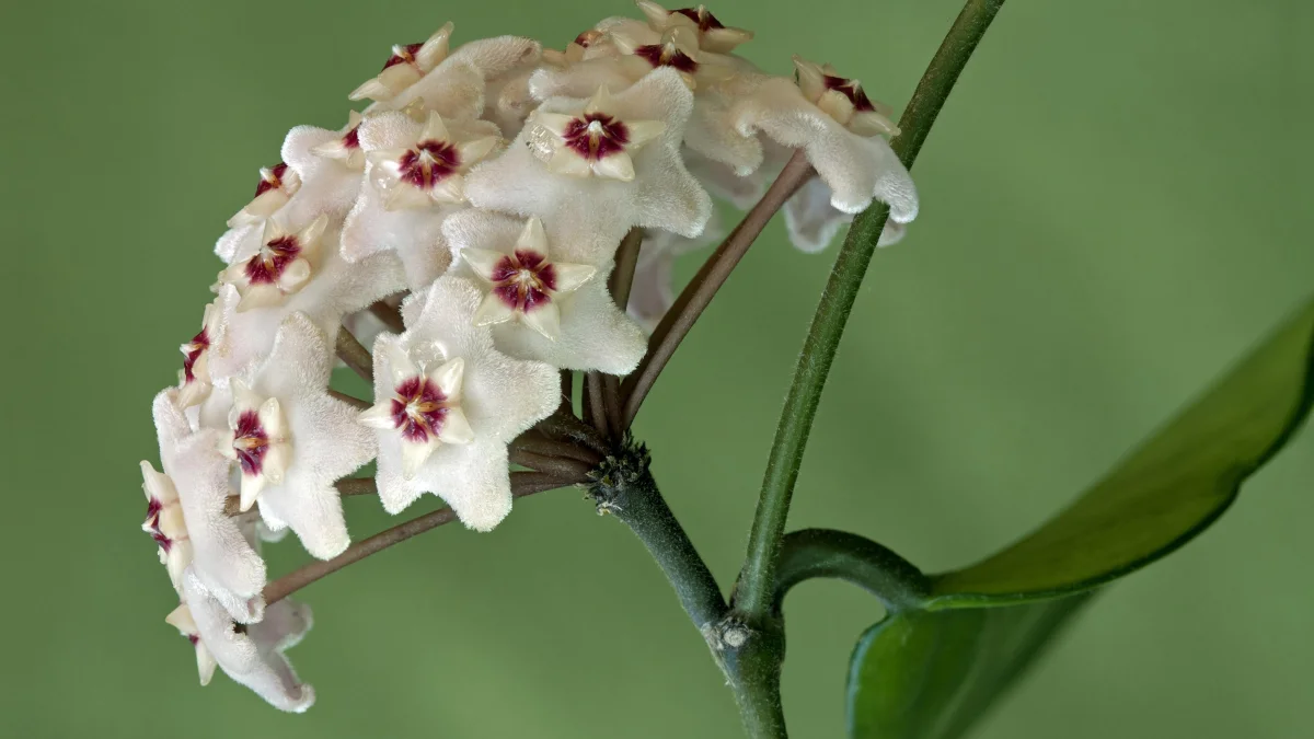 Hoya: Why This Houseplant Has Become So Popular, and How to Grow It