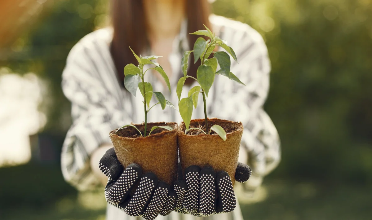 Rules for Watering Seedlings on the Windowsill, in the Greenhouse, and in Open Ground