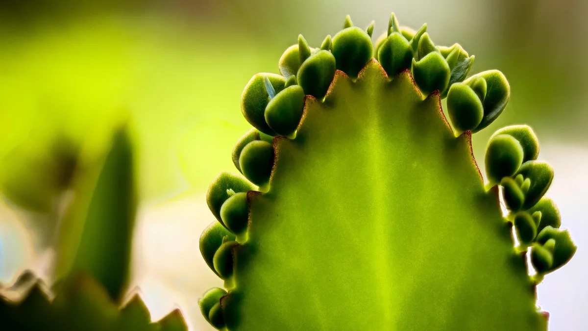 Houseplants You Can Grow from a Single Leaf