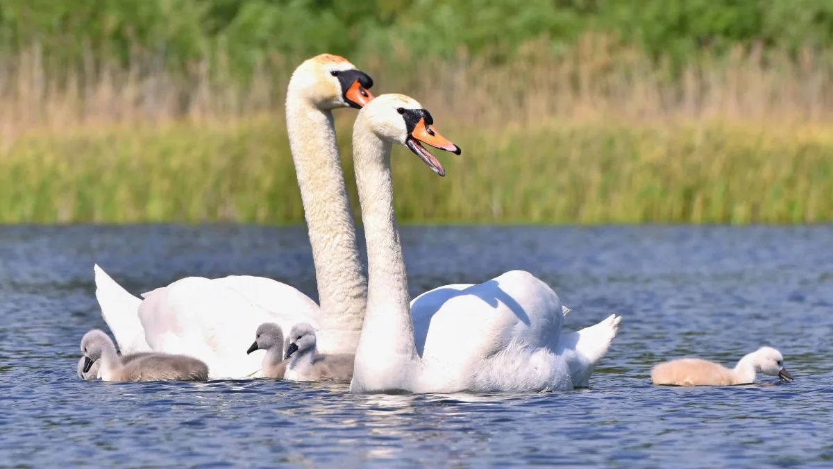 10 animals that mate for life