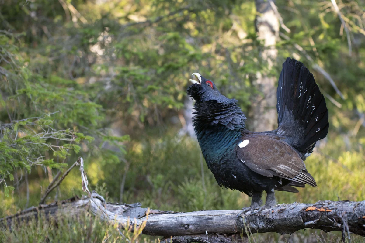It's not a lark: a biologist explains what kind of bird you are if you wake at dawn