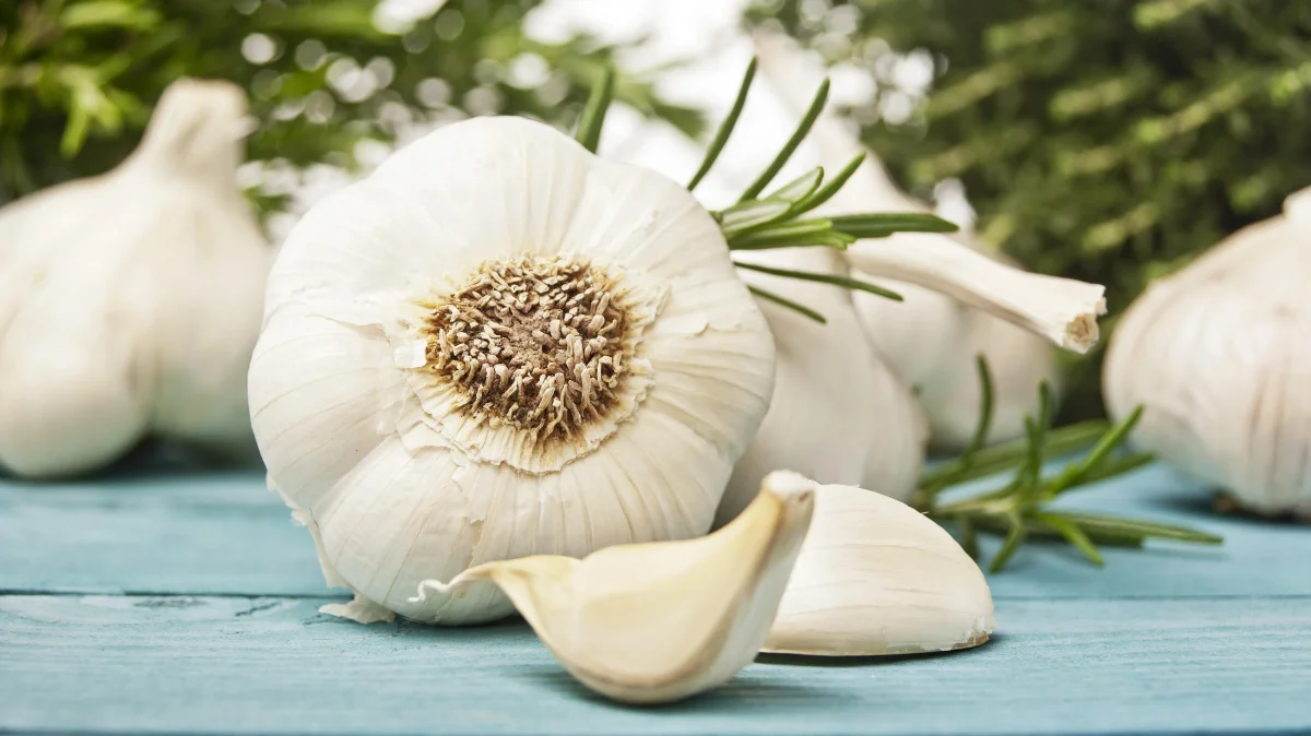 It will be large, juicy and free of yellow leaves: how to feed garlic with ammonia solution