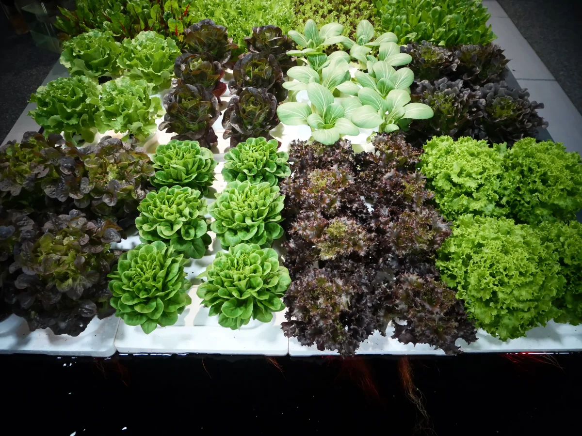 Home Hydroponics: Which Plants Can Be Grown in a Glass of Water