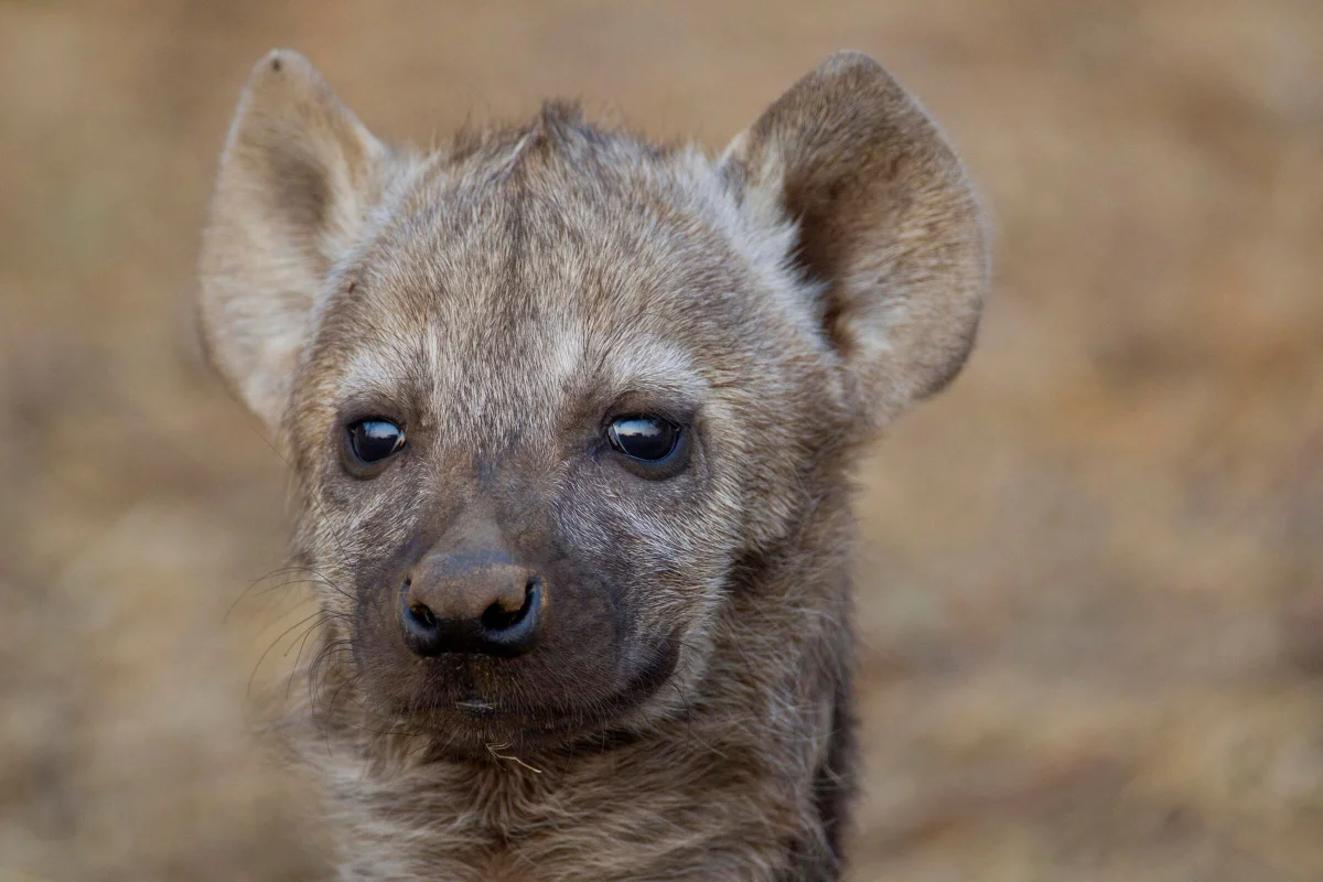 A man nearly bought a hyena cub instead of an ordinary puppy