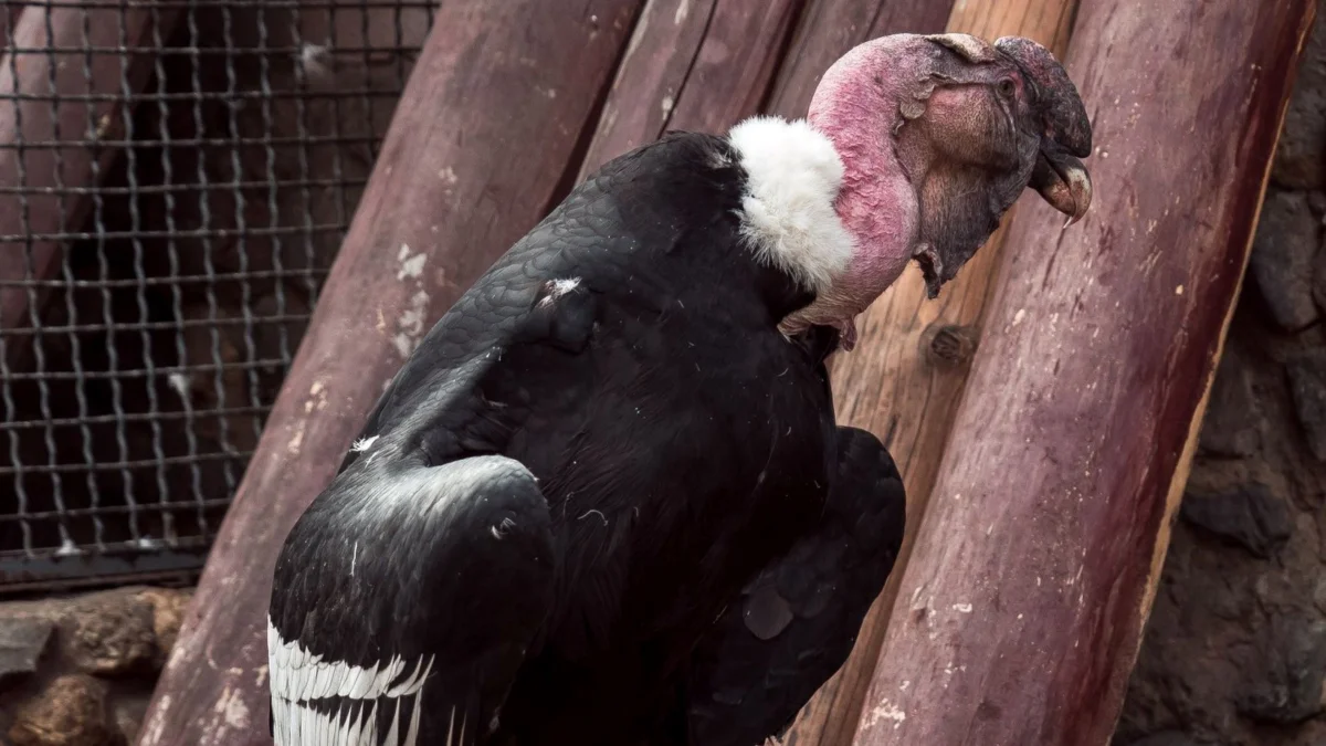 A Red Book Condor Poisoned by Visitors Has Died at the Moscow Zoo