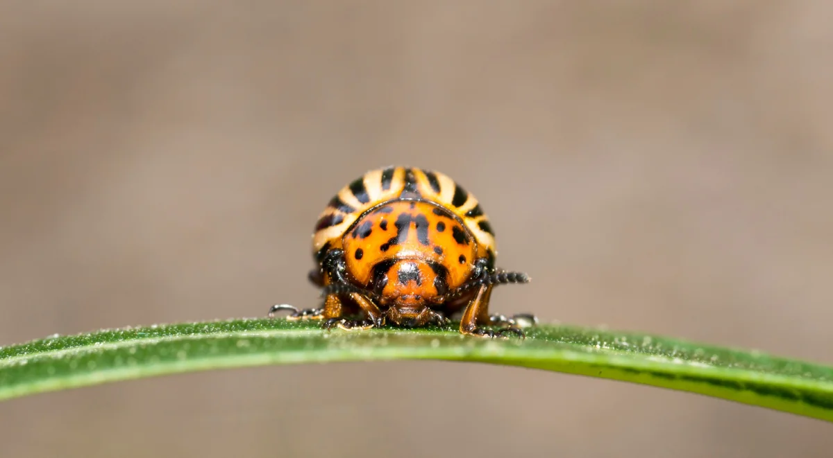 How to Get Rid of the Colorado Potato Beetle on Your Plot: 5 Methods