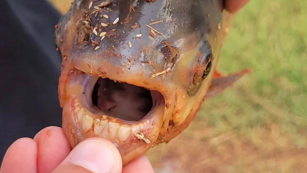 Now That's a Catch: A Boy From the U.S. Caught a Fish With Human Teeth