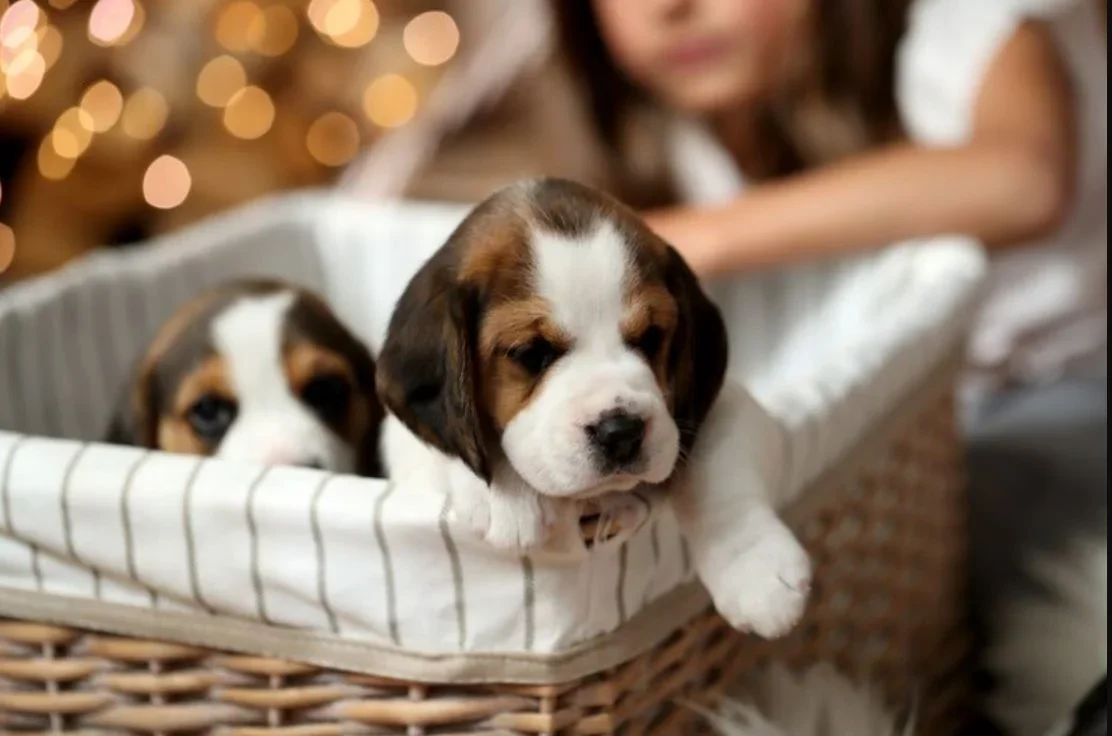 Why pet stores will no longer sell kittens and puppies