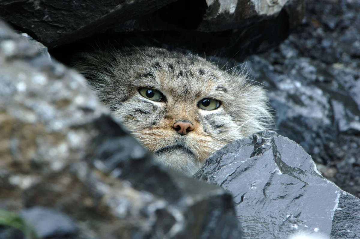 Timosha the Pallas's Cat from the Moscow Zoo Is Rapidly Slimming Down for Spring: Video