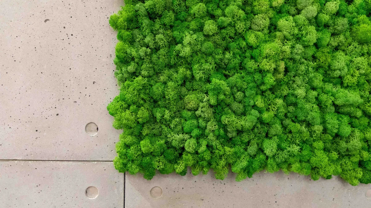 Stabilized moss and phytodesign: unusual trends in interior decoration