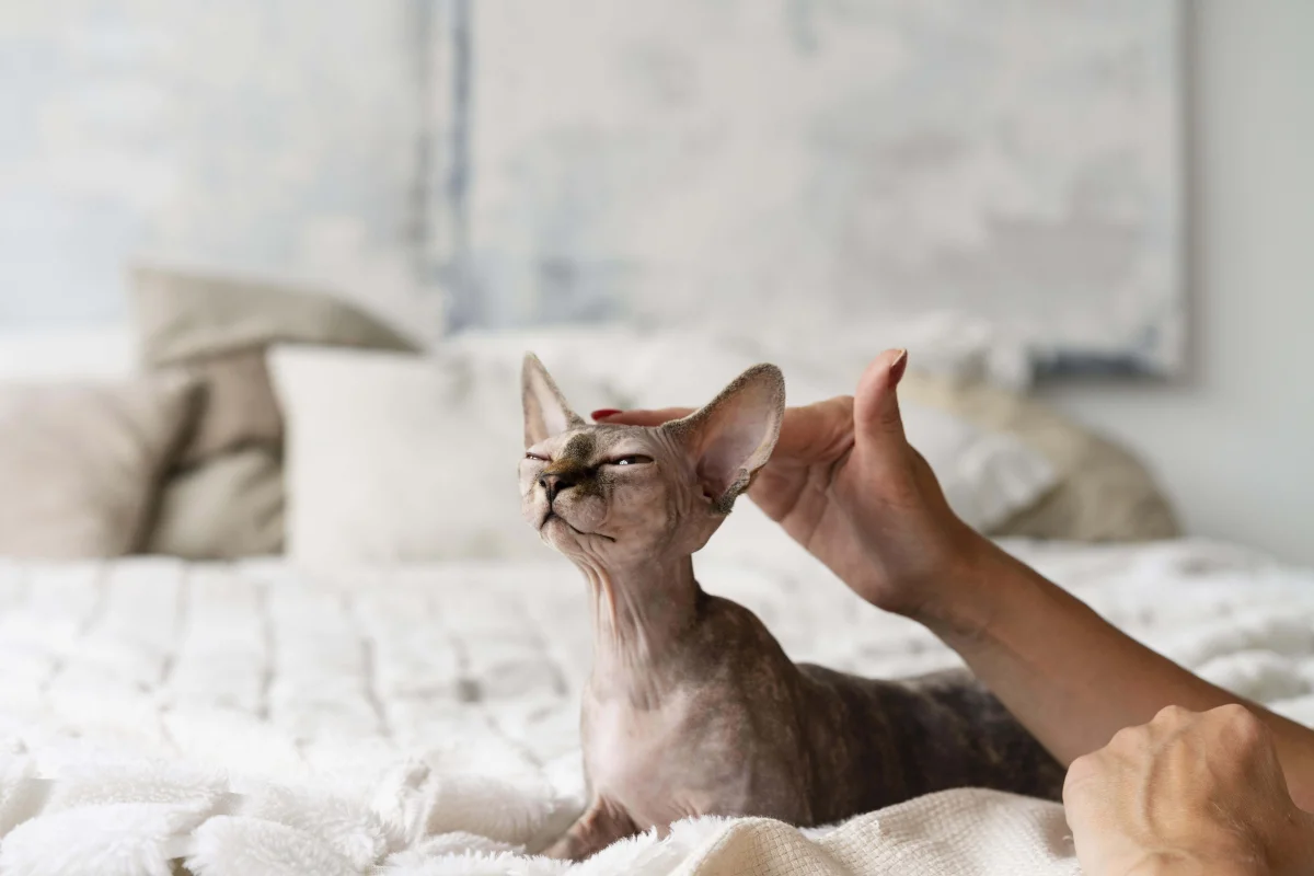 They were pampered and revered: the most unusual cat breeds and their origins