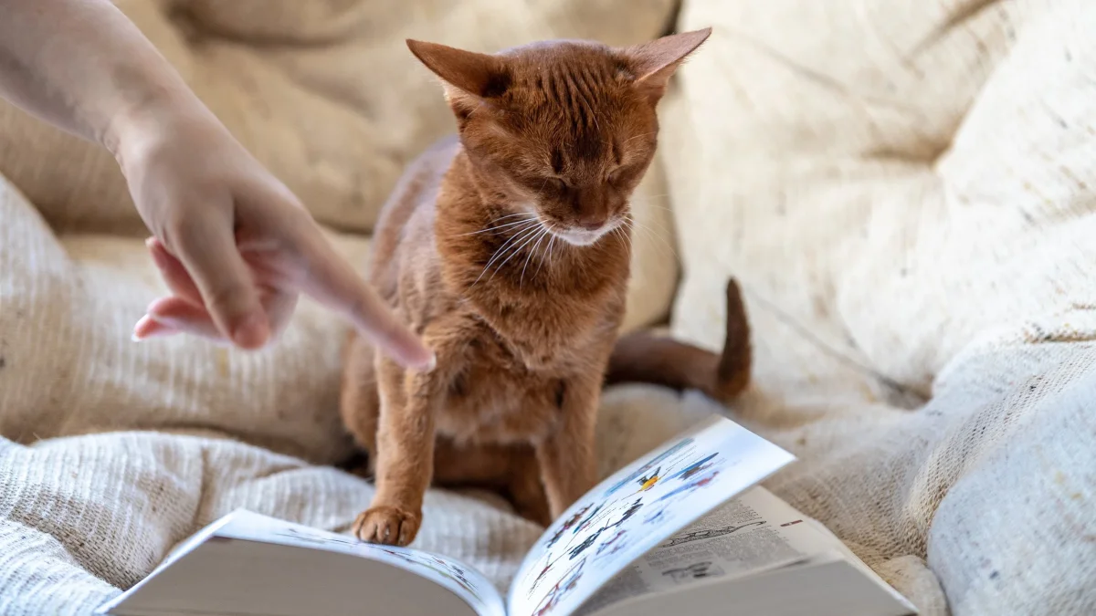The smartest cat breeds in the world have been named