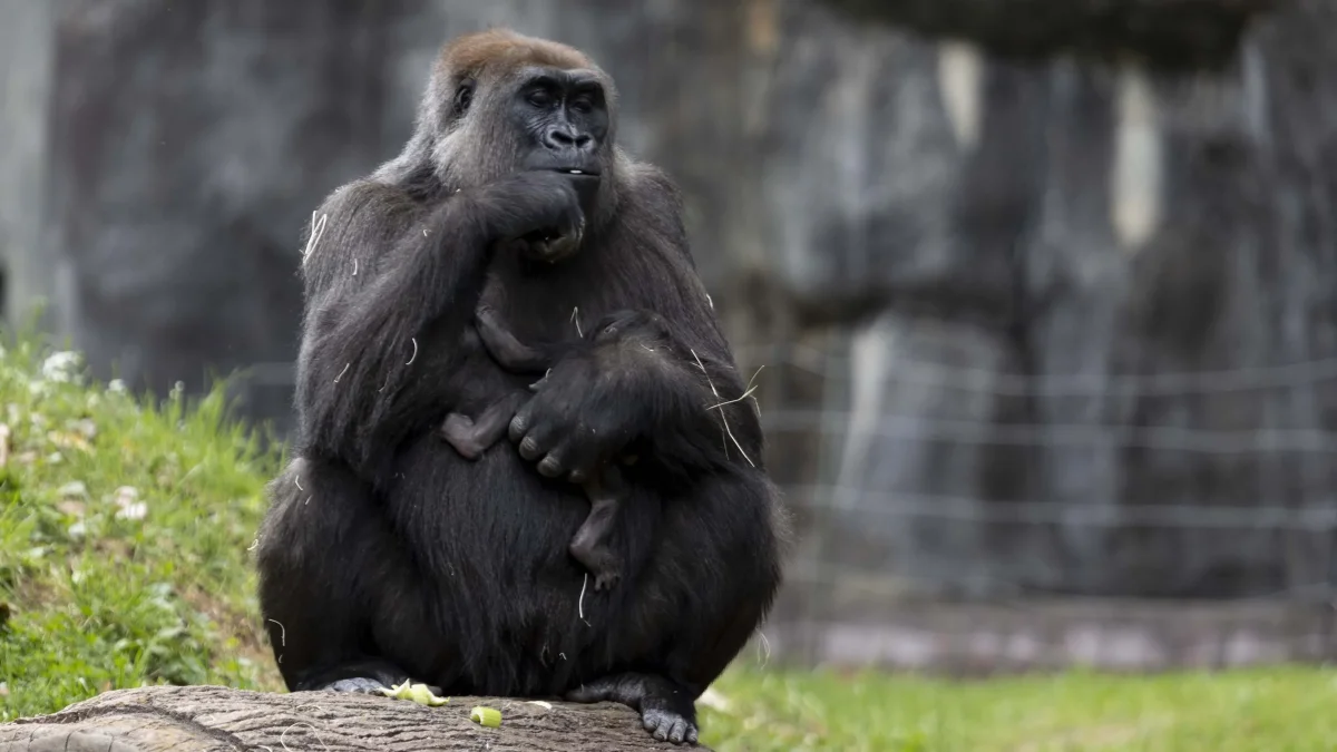 She could reason about love and knew sign language: the story of Koko the talking gorilla