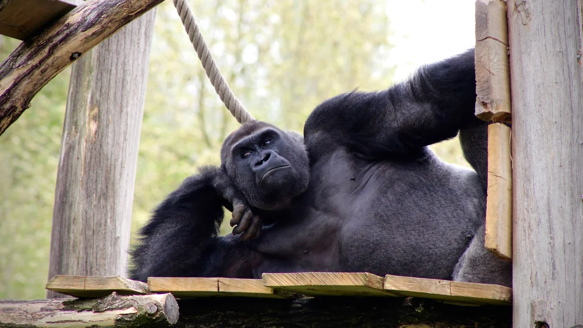 Almost Like Humans: The Smartest Animals on the Planet