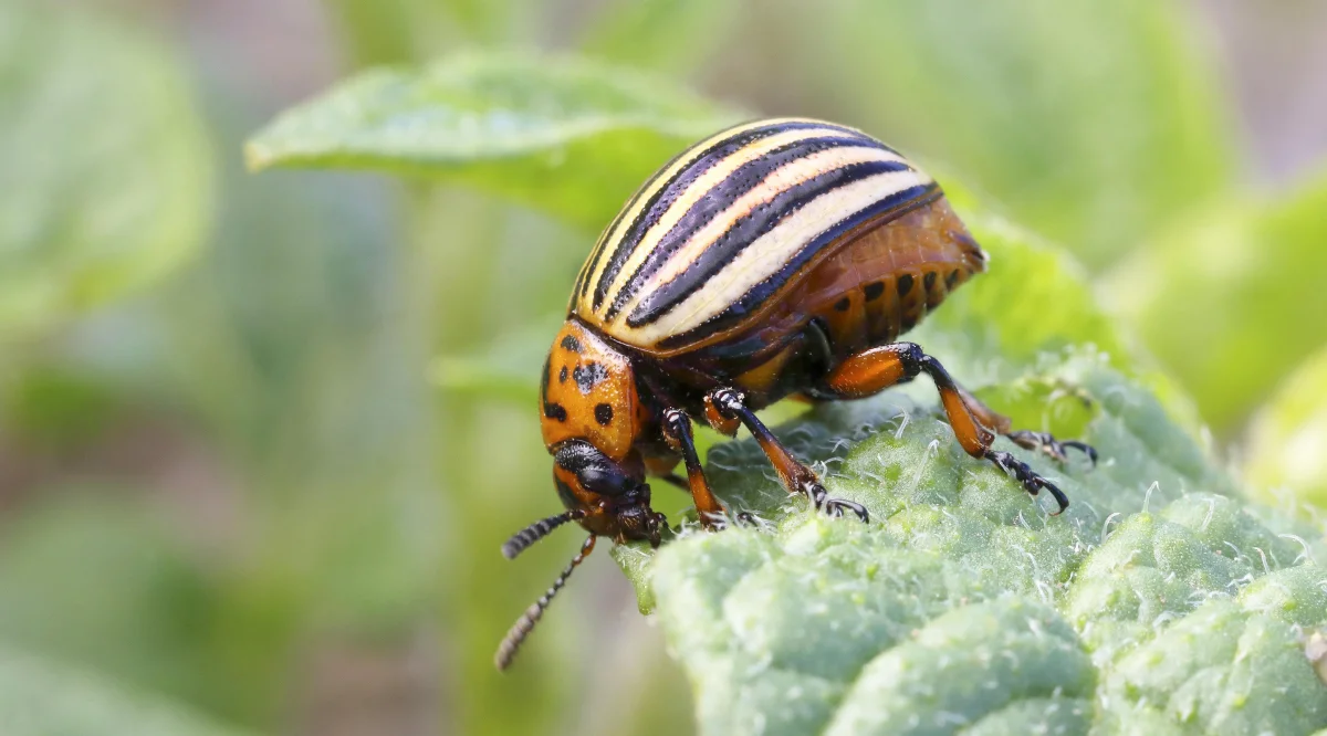 How to get rid of the Colorado potato beetle: 5 non-toxic, effective methods