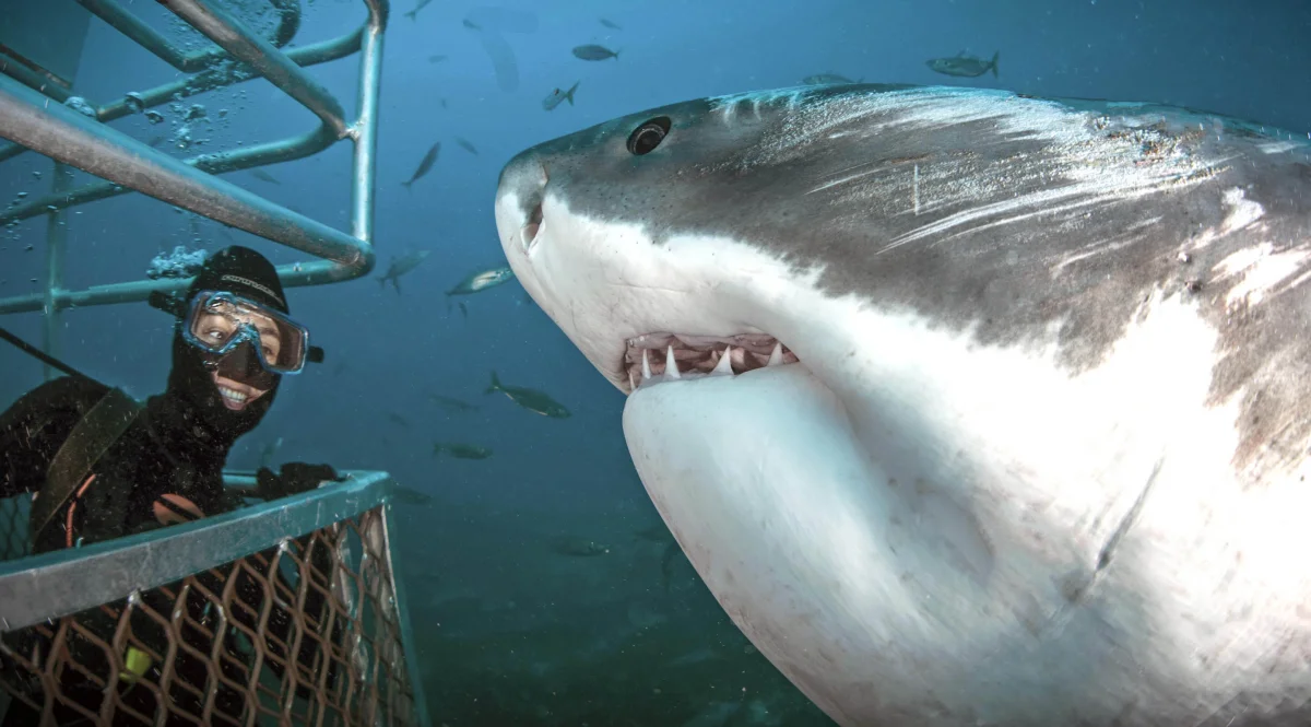 Incredible stories of people who survived a battle with sharks