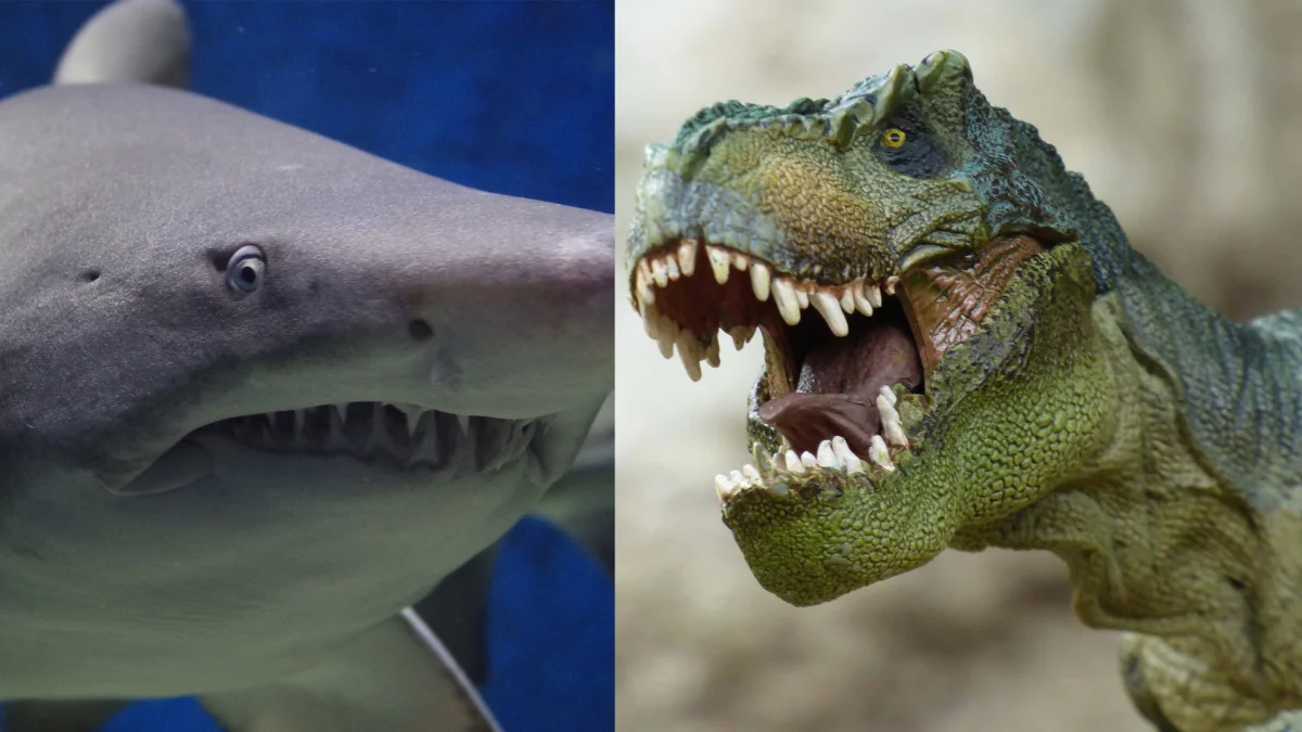 Scientists have figured out who would win in a fight between a giant prehistoric shark and a tyrannosaurus