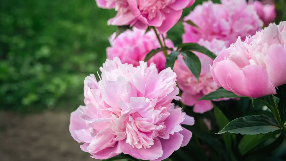 How to propagate peonies: 5 proven methods