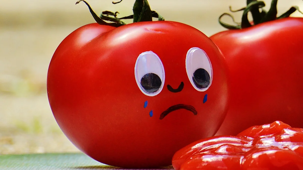 Tomatoes Scream When You Pick Them - Scientists Have Recorded the Sound
