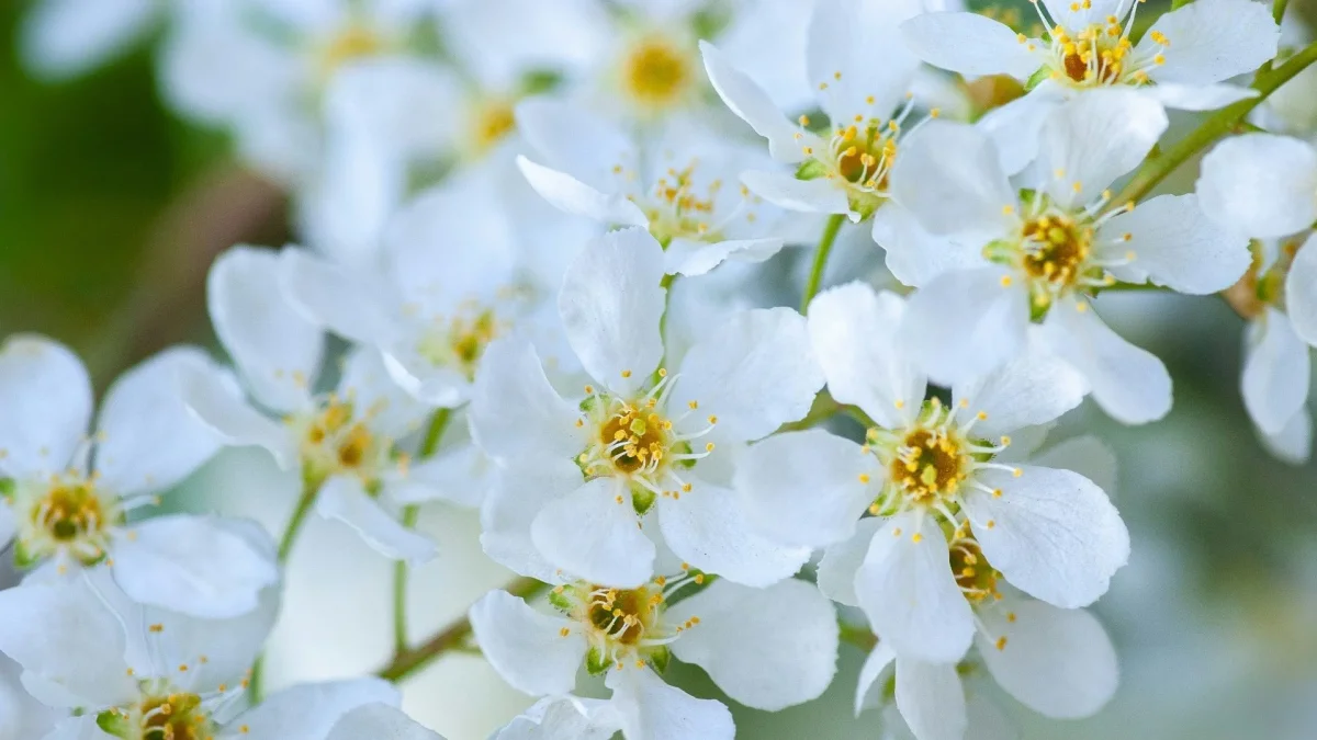 Bird cherry is dangerous not only for allergy sufferers: here's why you shouldn't bring it home