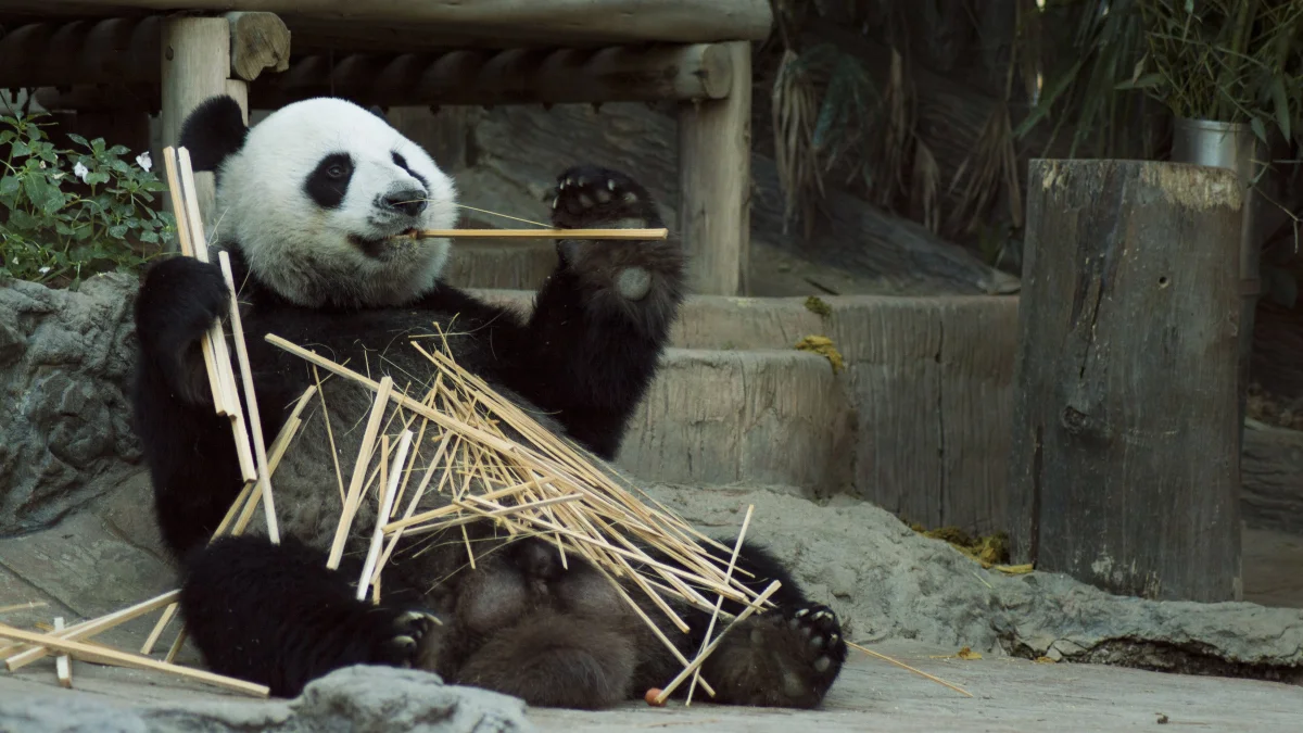 They eat more than they weigh: the 13 most voracious animals