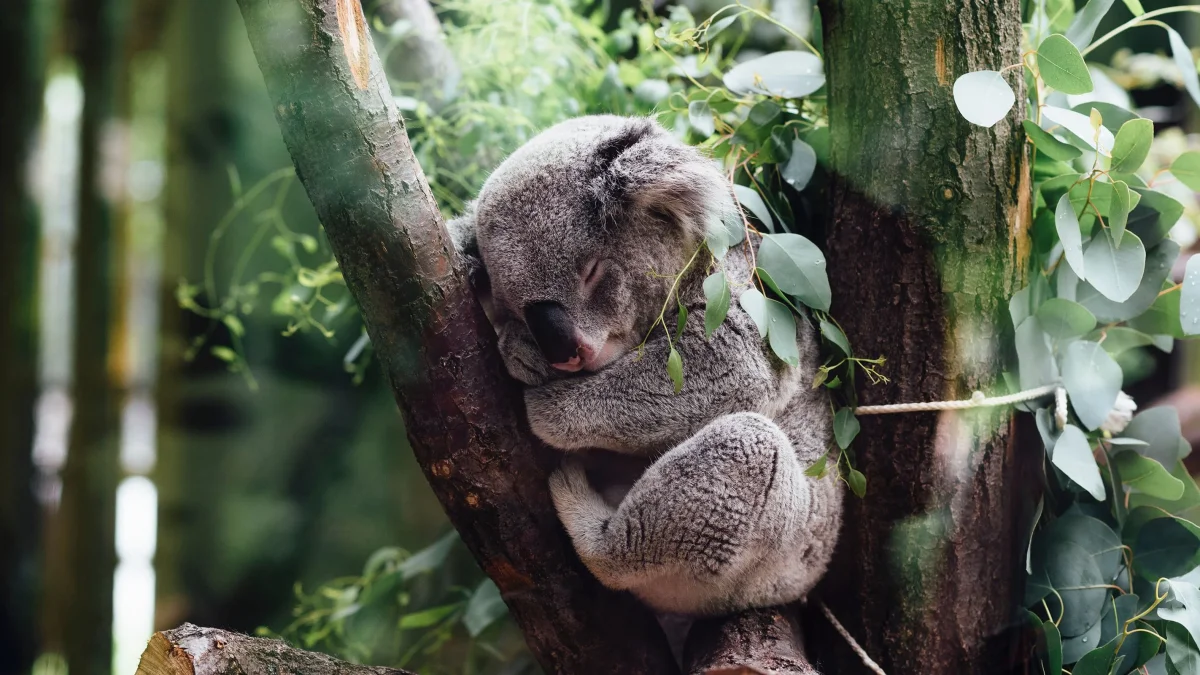 Chew and sleep. How one of the dumbest animals on the planet lives