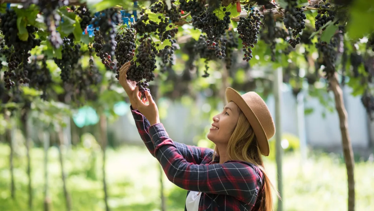 This is a must: how to properly prune grapevines in autumn