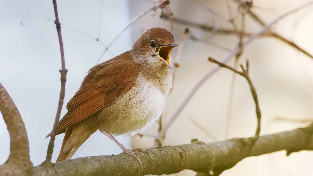 Name that tune: how to recognize a bird by its song